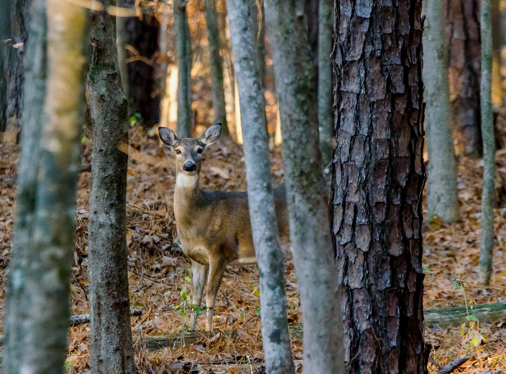 Deer at Durant Nature Park