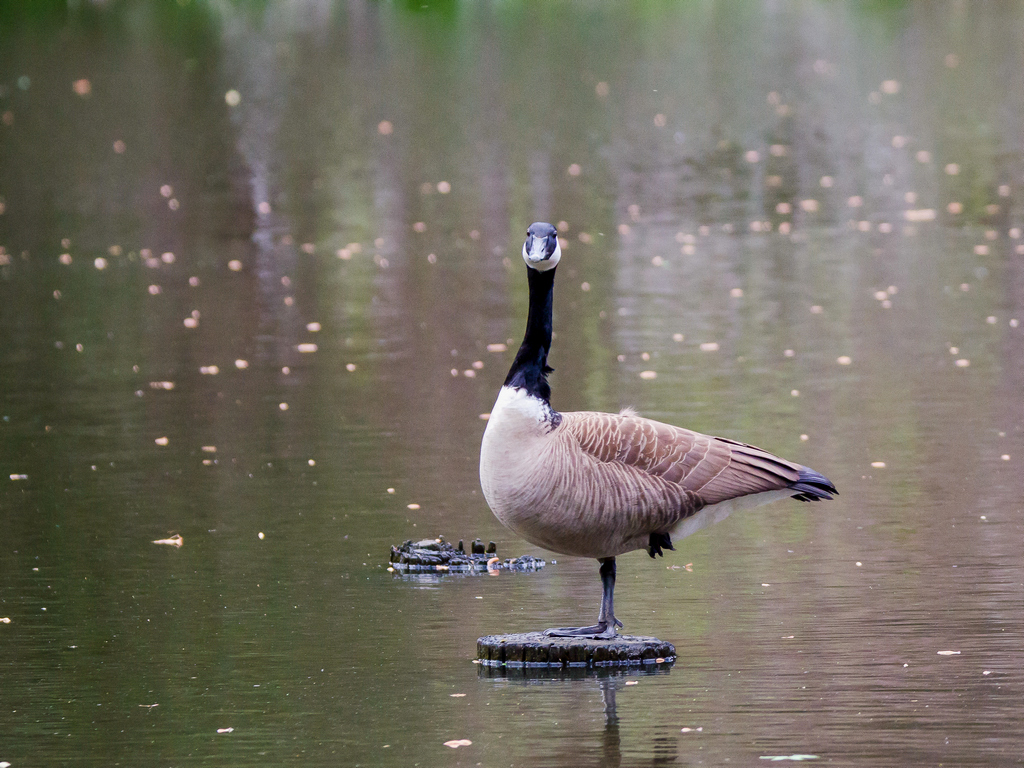 Durant Naturer Park Goose