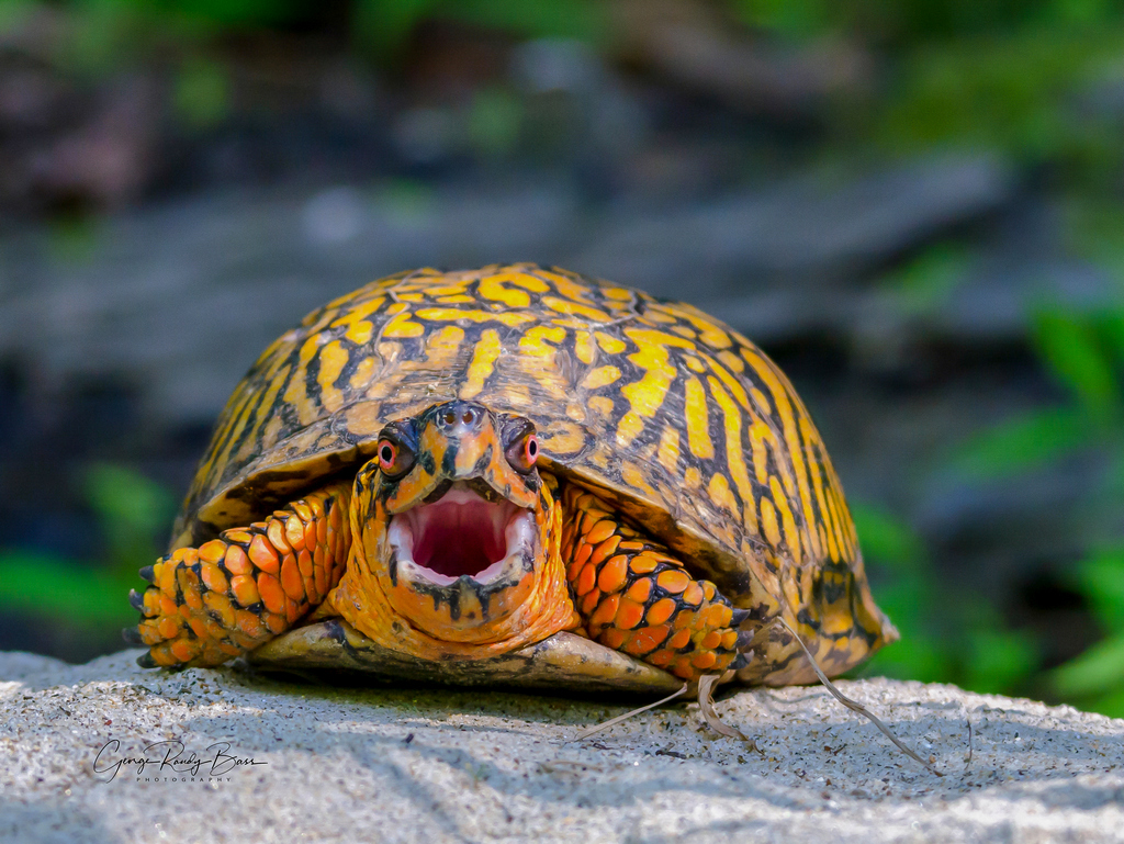 Screaming Turtle